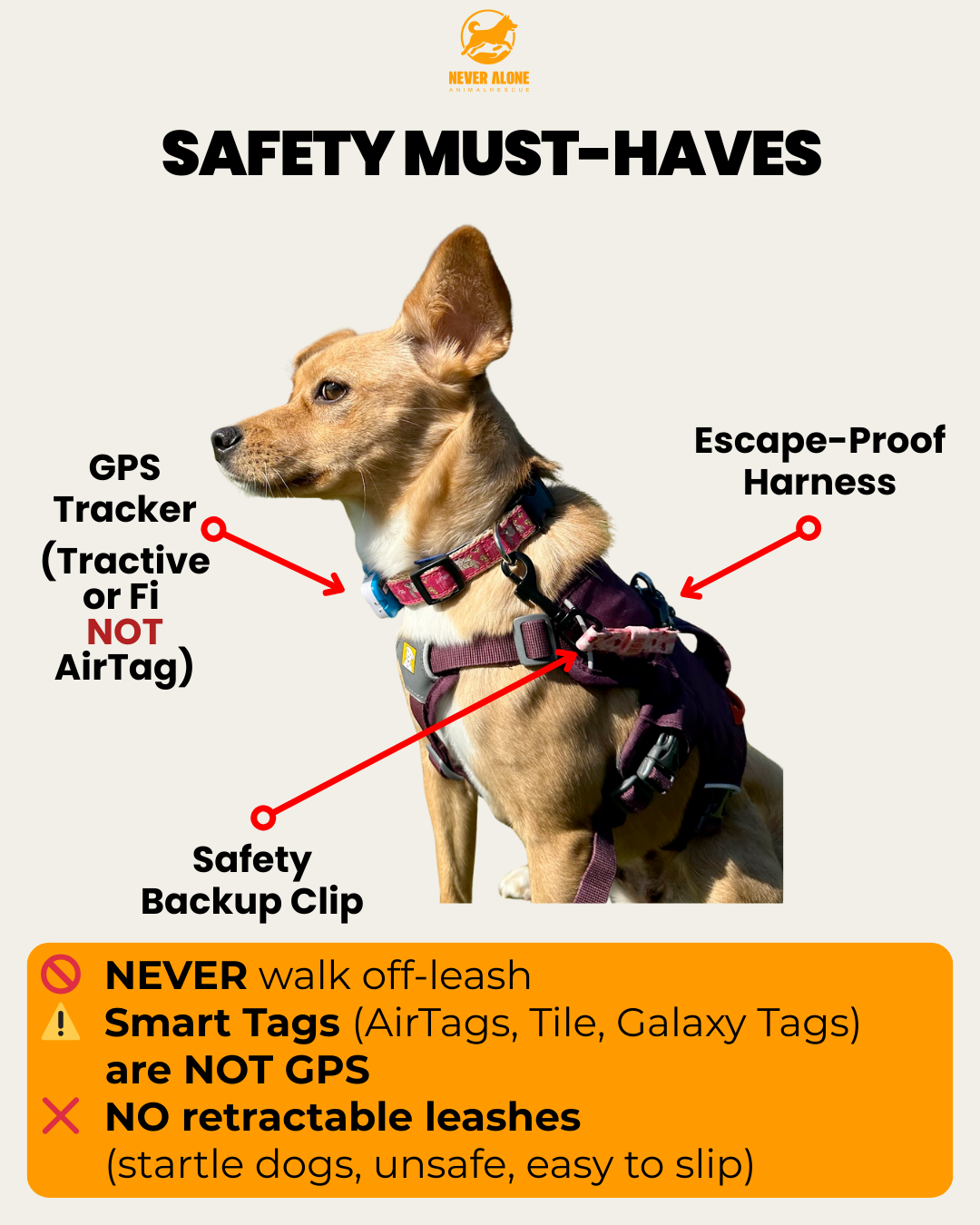 Safety must-haves: GPS tracker (Tractive or Fi, not AirTag), escape-proof harness, and safety backup clip. Never walk off-leash. No retractable leashes.